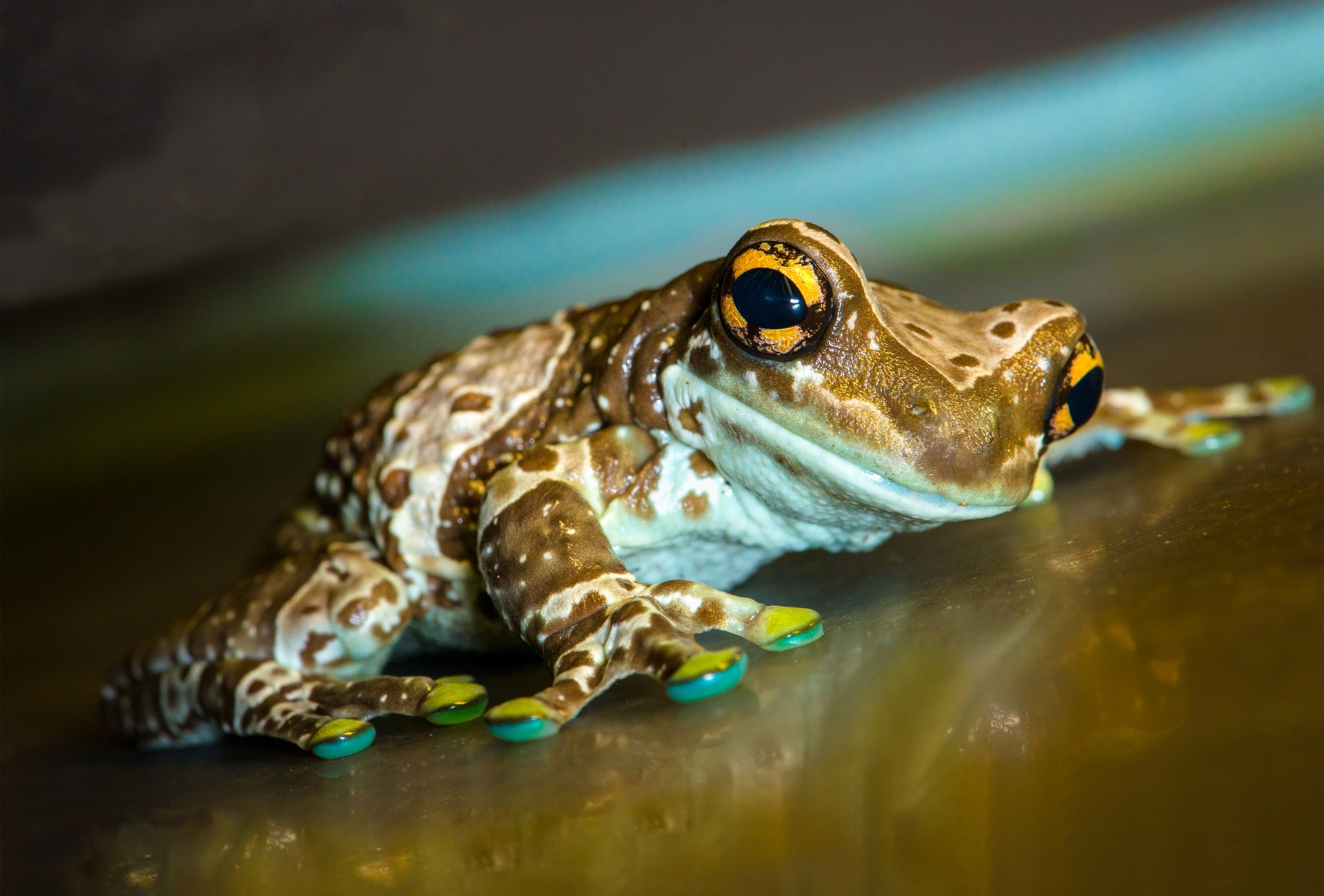 Macro Frog Face Wallpaper