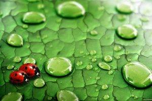 Nature water drops ladybirds