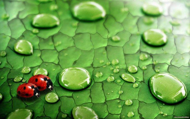 Nature water drops ladybirds HD Wallpaper Desktop Background