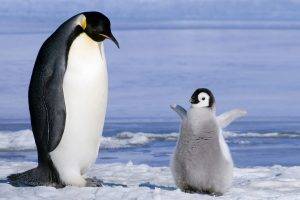 Penguin Parrent and Baby Penguin