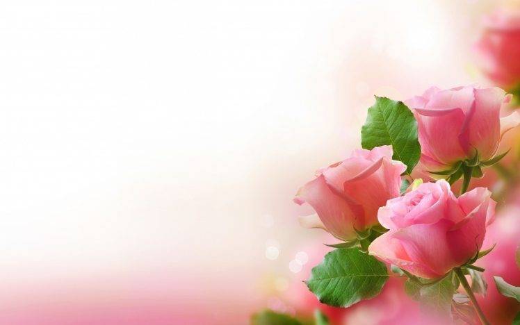 Pink Roses Abstract HD Wallpaper Desktop Background