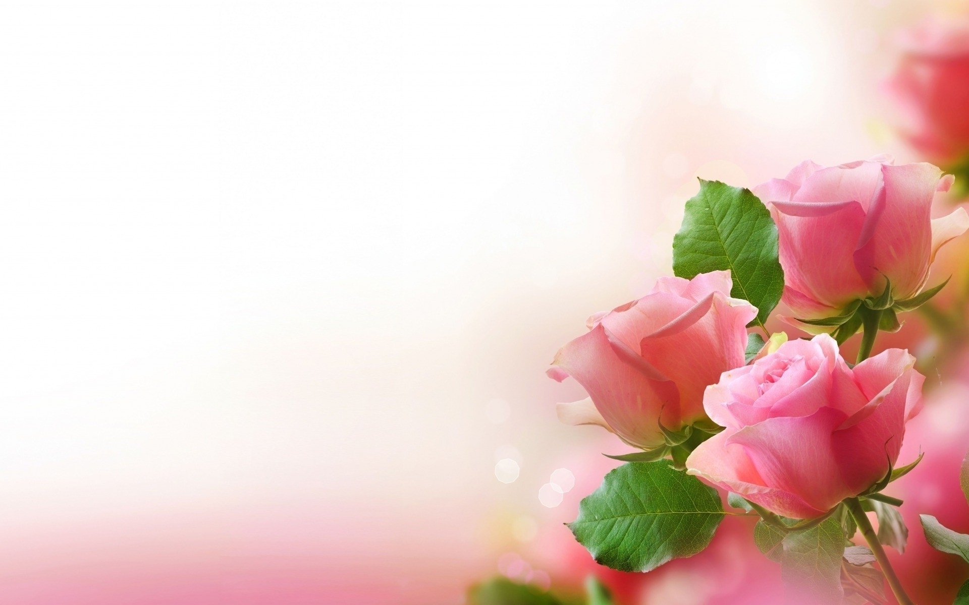 Pink Roses Abstract Wallpapers HD / Desktop and Mobile Backgrounds