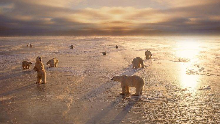 Polar Bears Arctic Ice HD Wallpaper Desktop Background