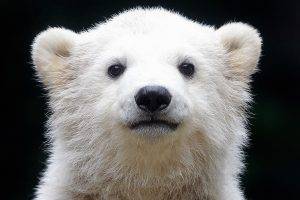 Polar Bears Baby