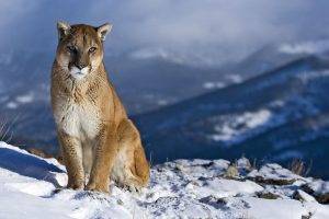 Puma On Mountain