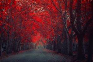 Red Trees Autumn Fall Seasons
