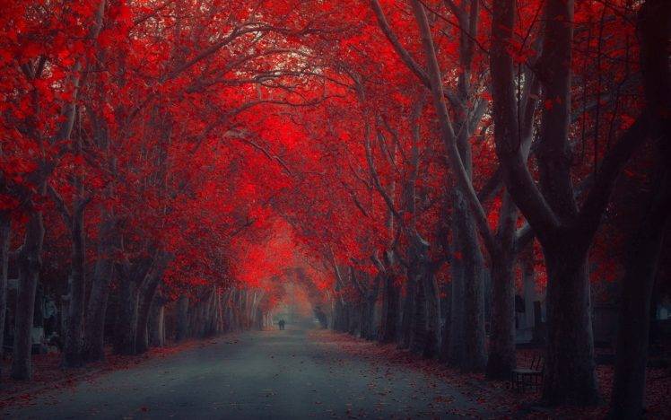 Red Trees Autumn Fall Seasons HD Wallpaper Desktop Background