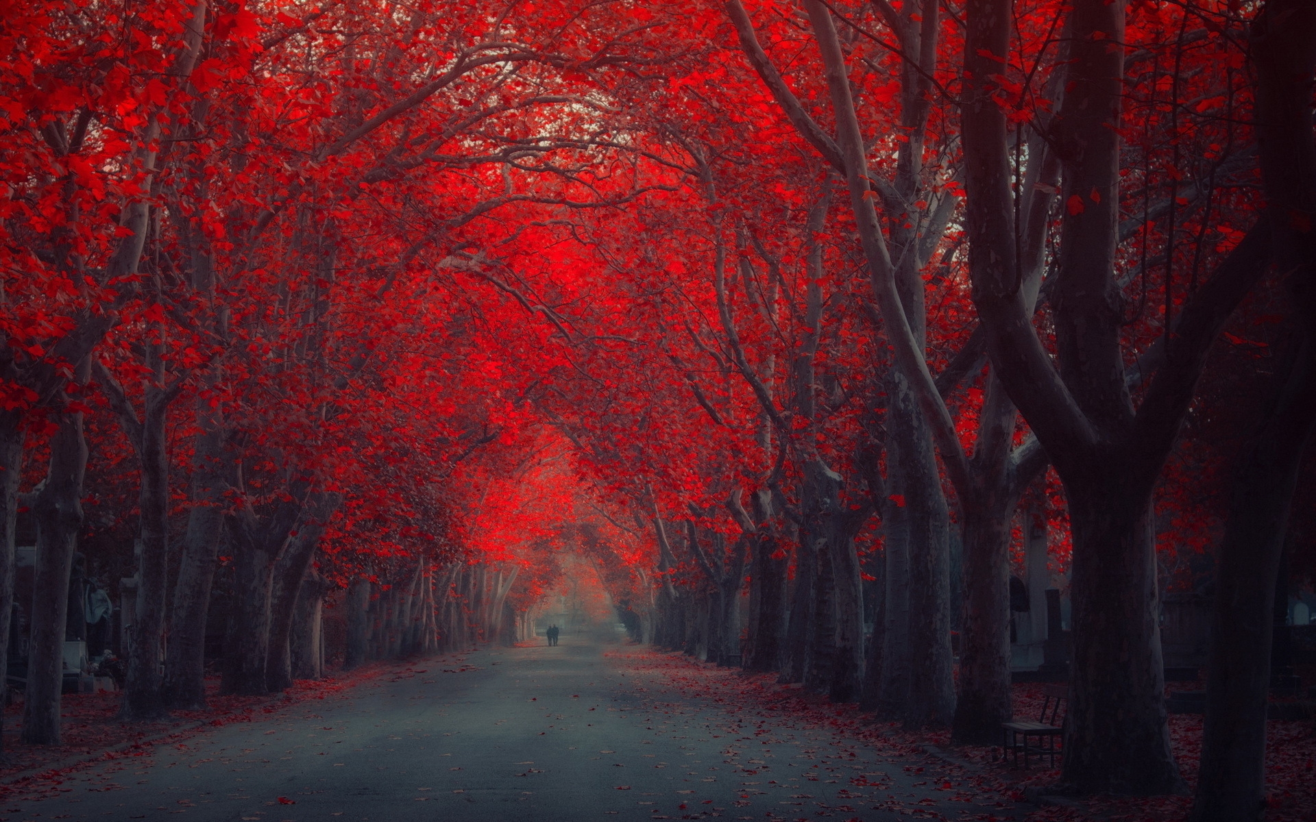 Red Trees Autumn Fall Seasons Wallpapers HD / Desktop and Mobile
