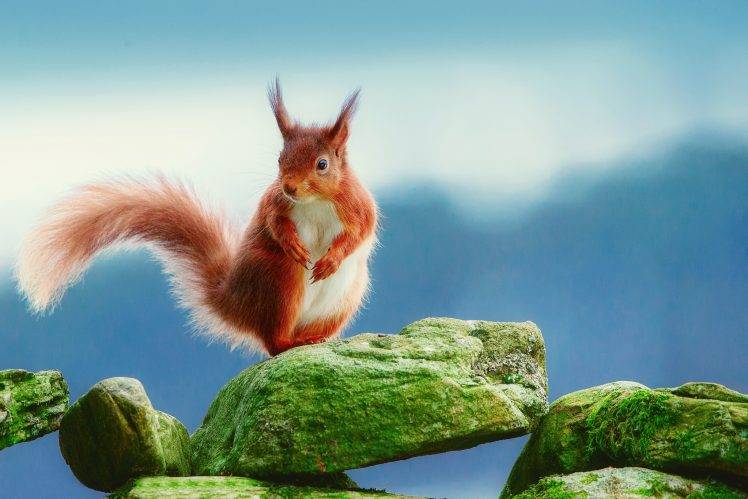 Rodents Squirrels on Stones HD Wallpaper Desktop Background