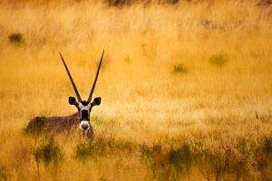 Savannah Antelope Horns