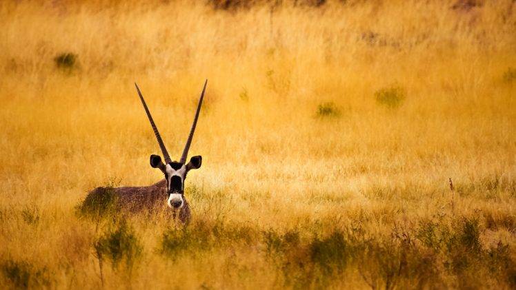 Savannah Antelope Horns HD Wallpaper Desktop Background