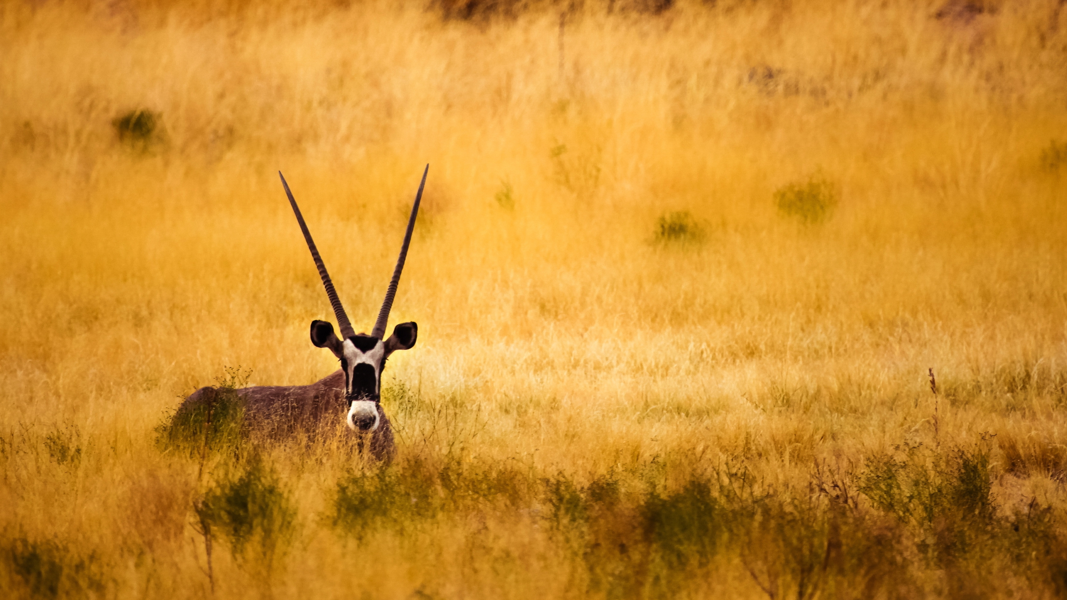 Savannah Antelope Horns Wallpaper