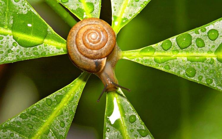 Snails On The Leaf Water Drops HD Wallpaper Desktop Background