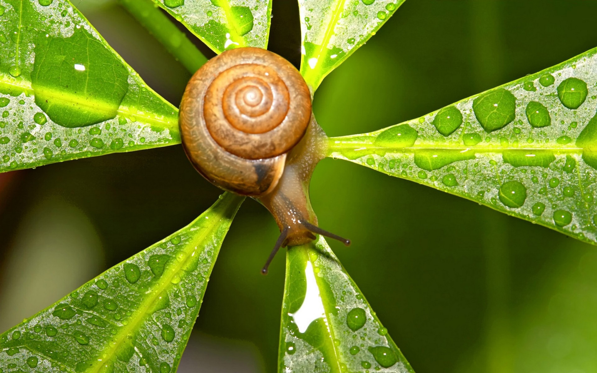 Snails On The Leaf Water Drops Wallpaper