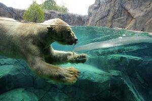 Split-view Polar Bears