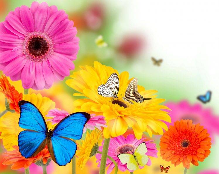Spring Flowers and Butterflies HD Wallpaper Desktop Background
