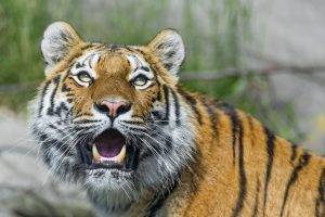 Tiger face fangs