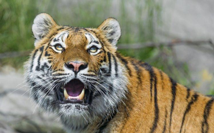 Tiger face fangs HD Wallpaper Desktop Background