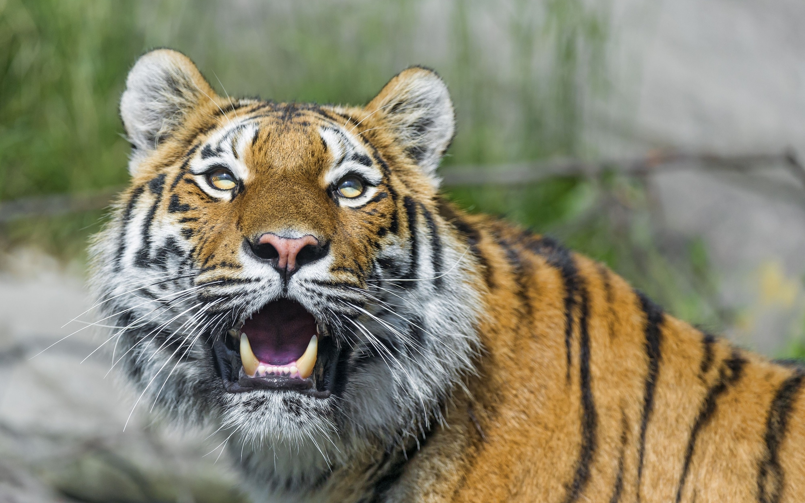 Tiger face fangs Wallpaper