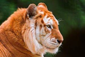 Tiger face white line