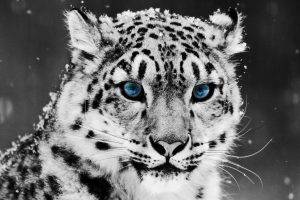 Tiger glacial eyes