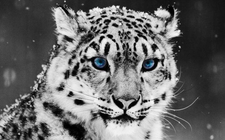 Tiger glacial eyes HD Wallpaper Desktop Background