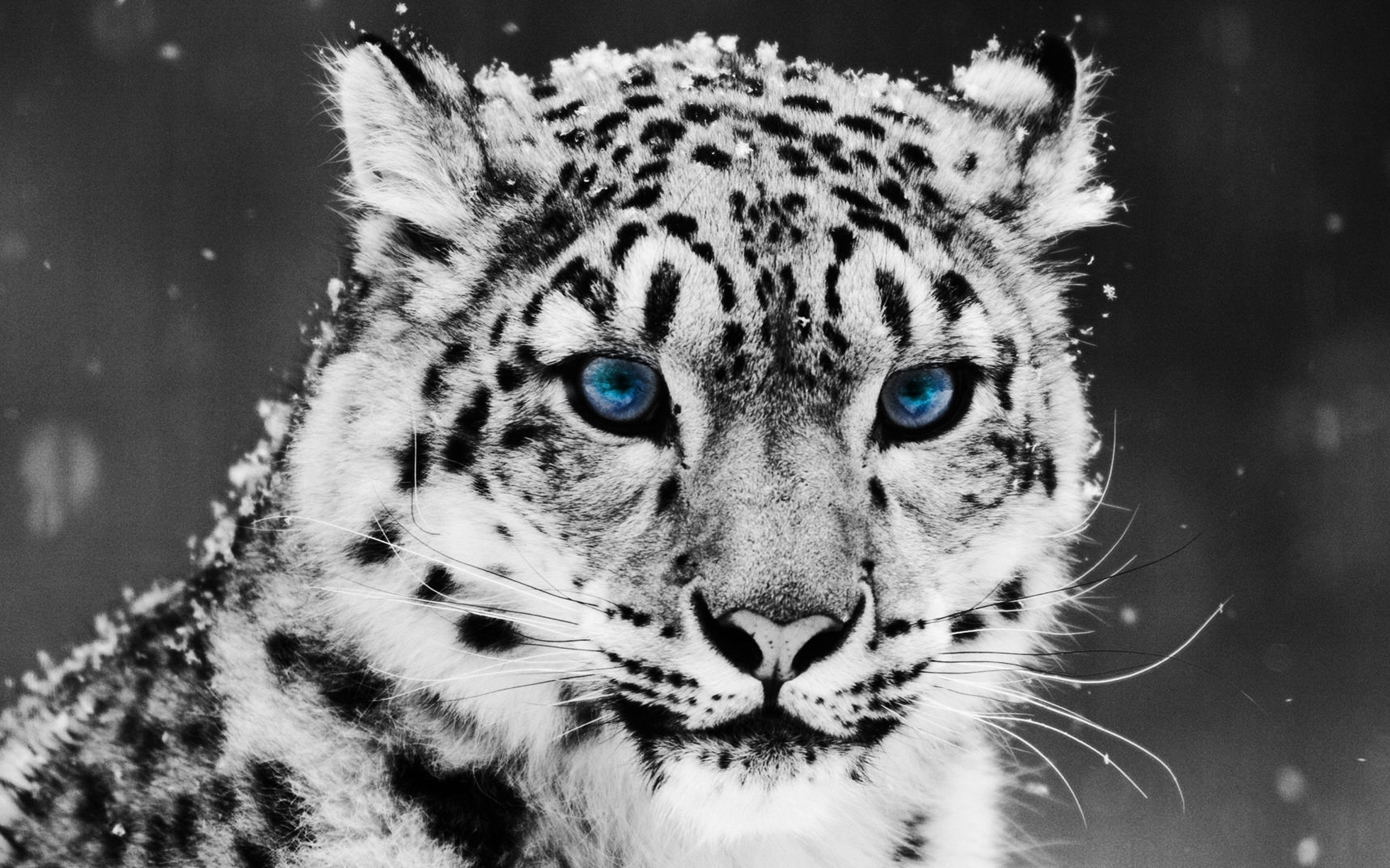 Tiger glacial eyes Wallpaper