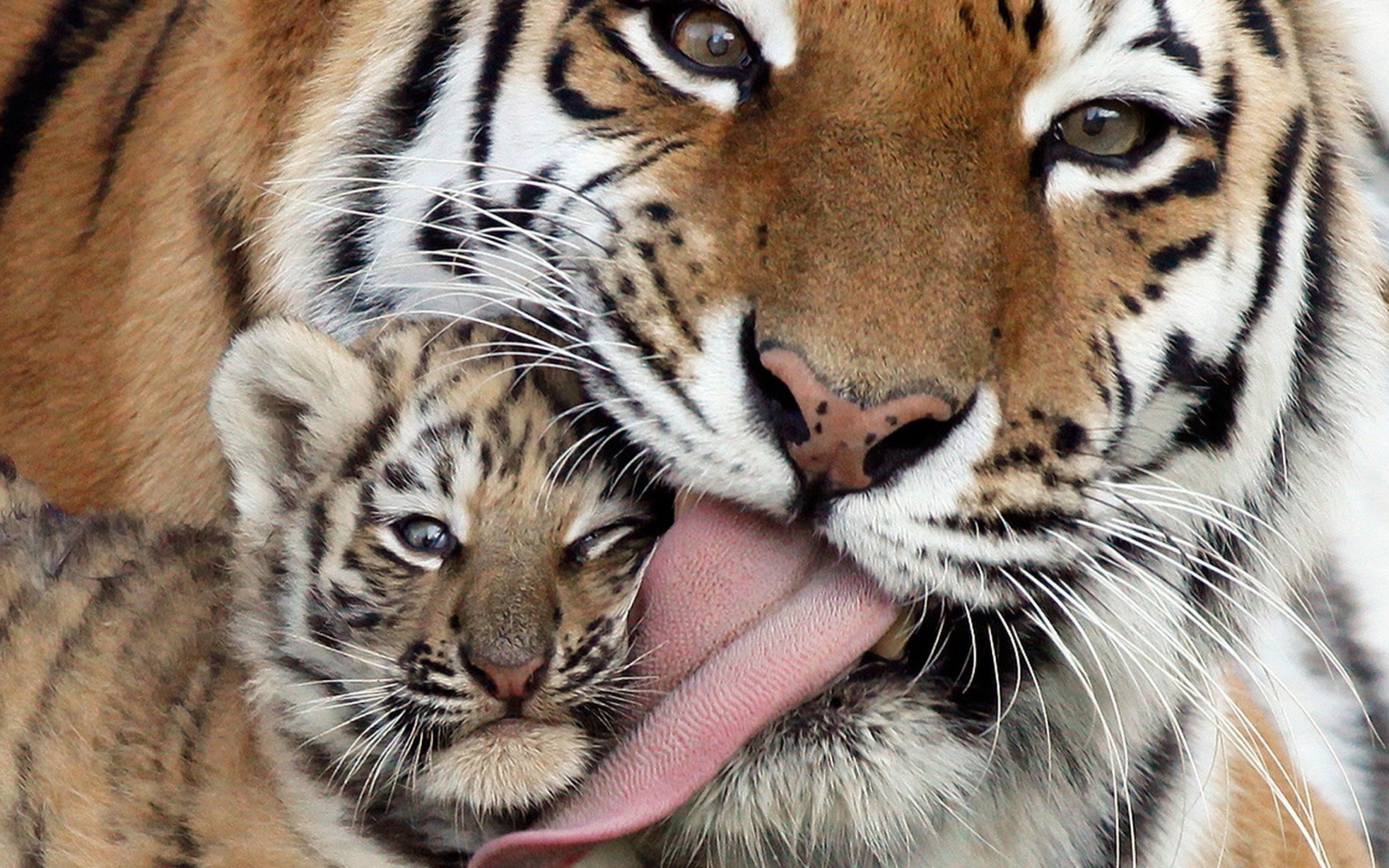 Tigers and Baby Tigers Wallpaper