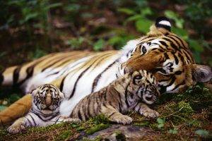 Tigers and Cute Babys