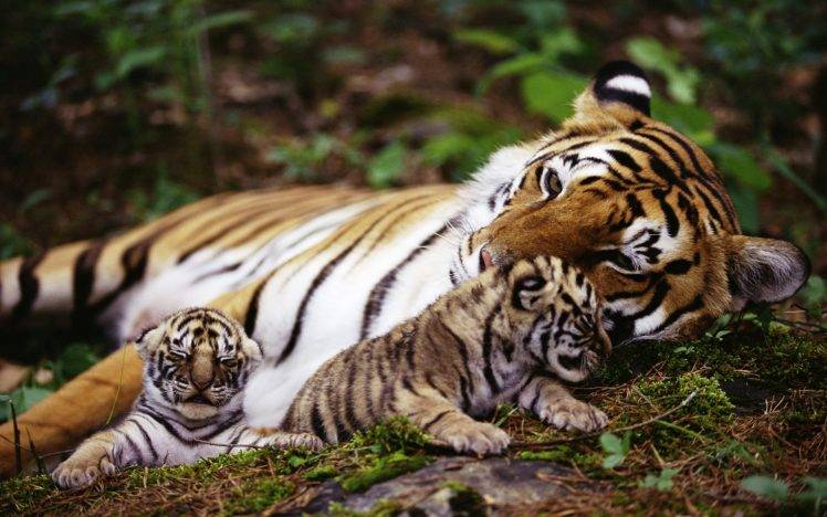 Tigers and Cute Babys HD Wallpaper Desktop Background