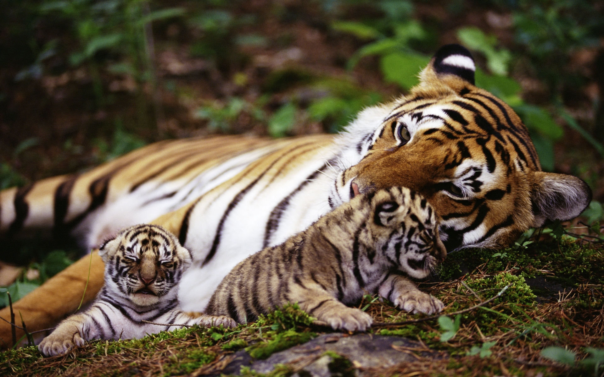 Tigers and Cute Babys Wallpaper