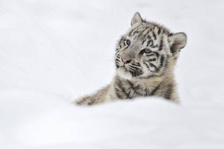Tigers Baby in Snow HD Wallpaper Desktop Background
