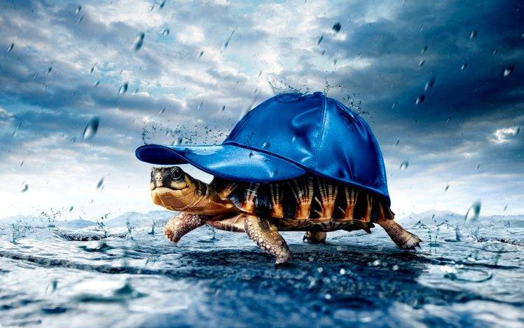 Tortoise Baseball Caps Cover Rain HD Wallpaper Desktop Background