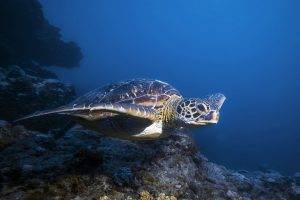 Turtles life in Blue Sea