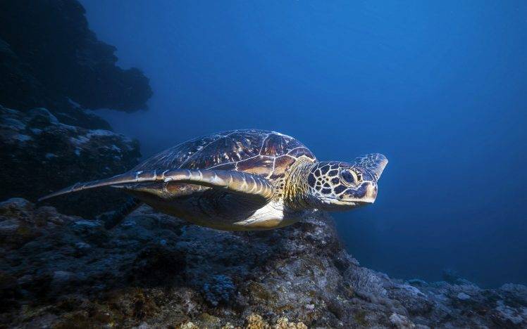 Turtles life in Blue Sea HD Wallpaper Desktop Background