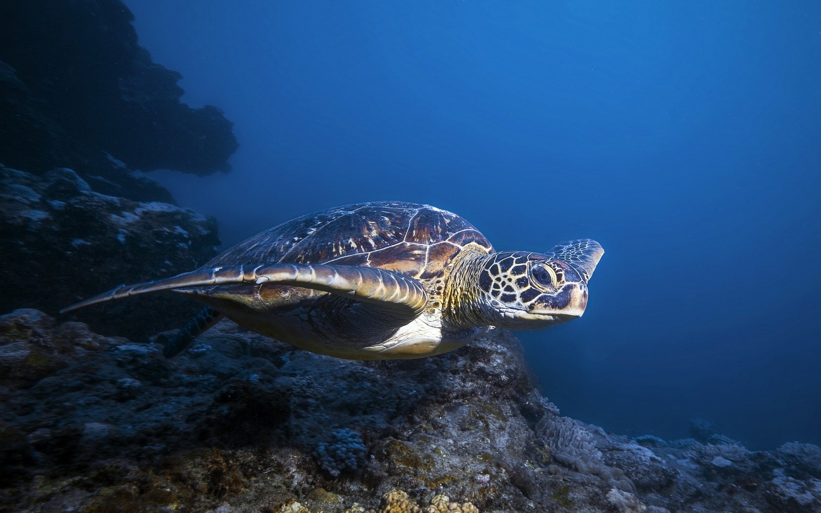 Turtles life in Blue Sea Wallpaper