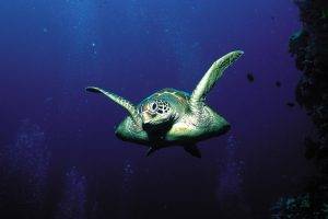 Turtles swiming underwater