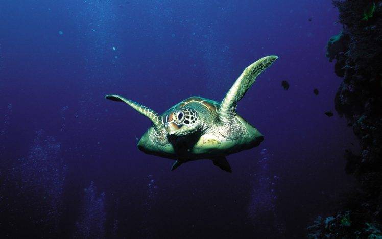 Turtles swiming underwater HD Wallpaper Desktop Background