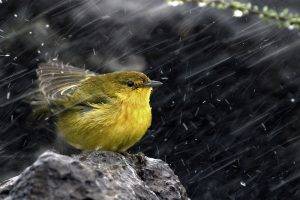 Warbler birds in rain