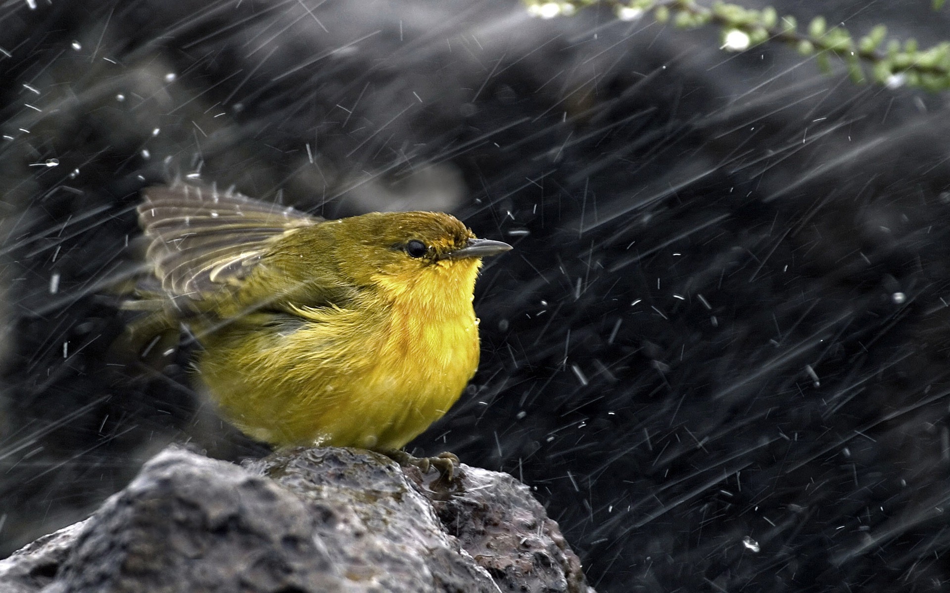 Warbler birds in rain Wallpaper