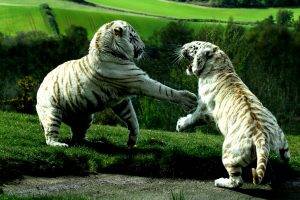 White Tigers Battle