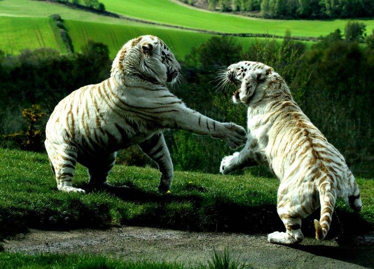White Tigers Battle HD Wallpaper Desktop Background
