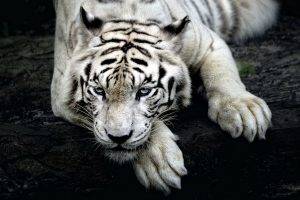 White Tigers Resting