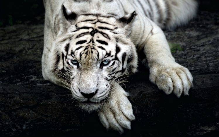 White Tigers Resting HD Wallpaper Desktop Background