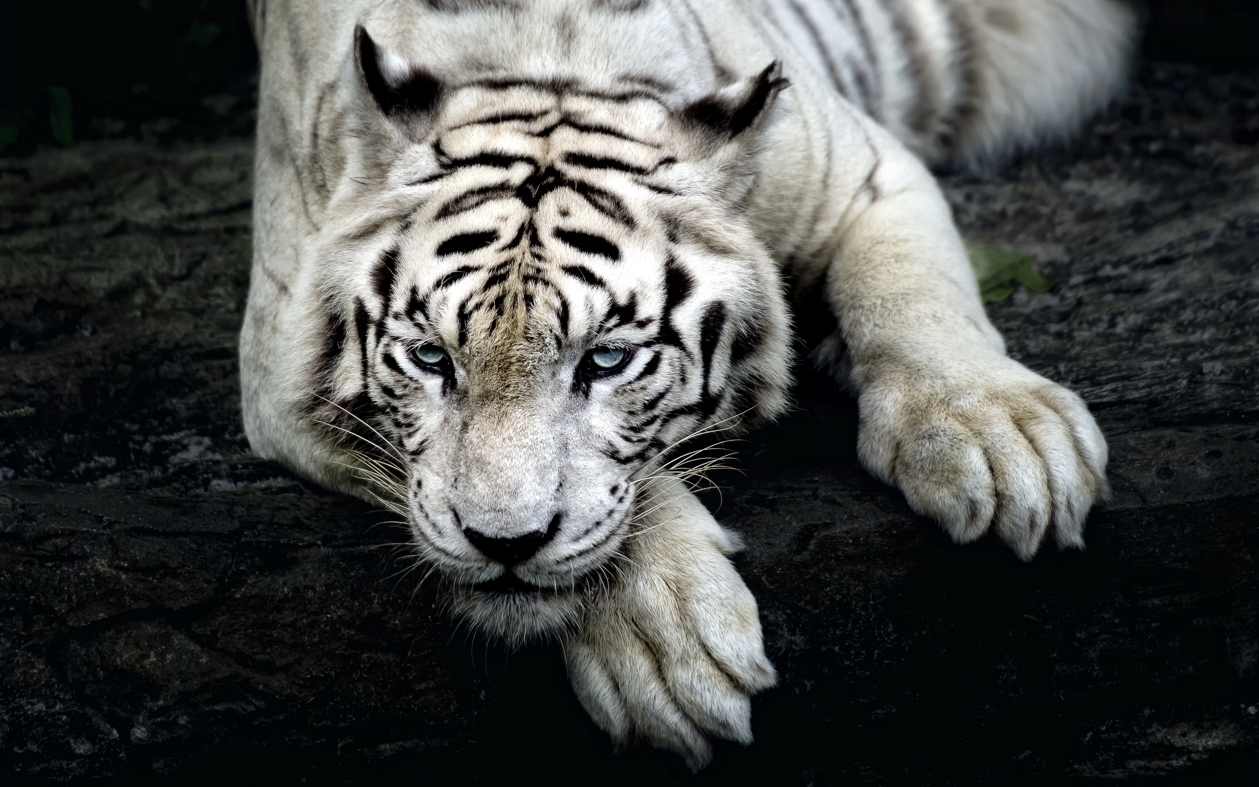 White Tigers Resting Wallpaper
