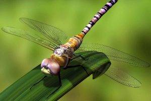 Dragonfly Art Insects 3D Dwonload