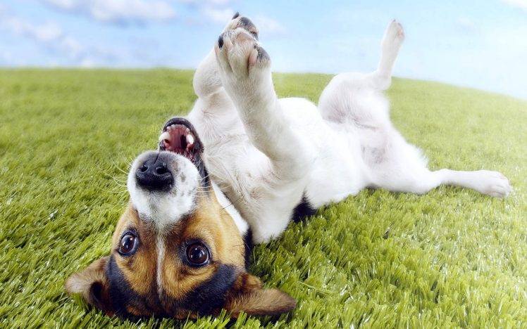Cute Funny Puppies Dog Photo HD Wallpaper Desktop Background
