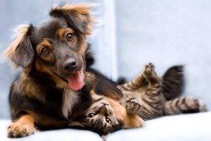 Funny Cat And Dog Friend