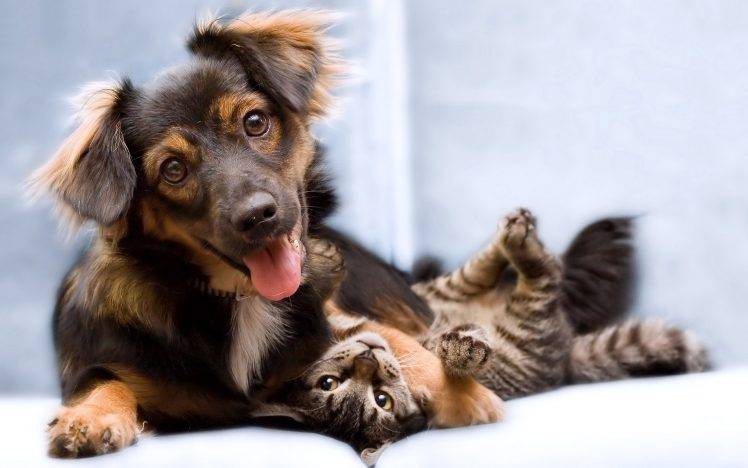Funny Cat And Dog Friend HD Wallpaper Desktop Background