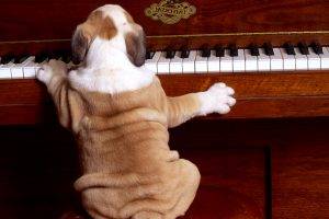 Funny Dog Playing Piano Best